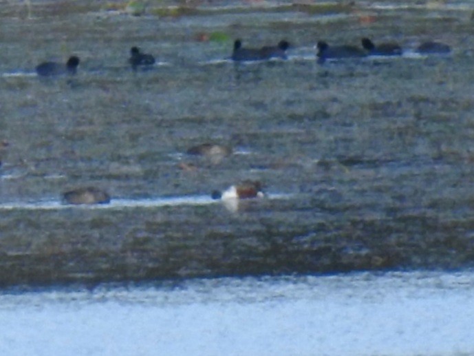 Northern Shoveler - ML284836331