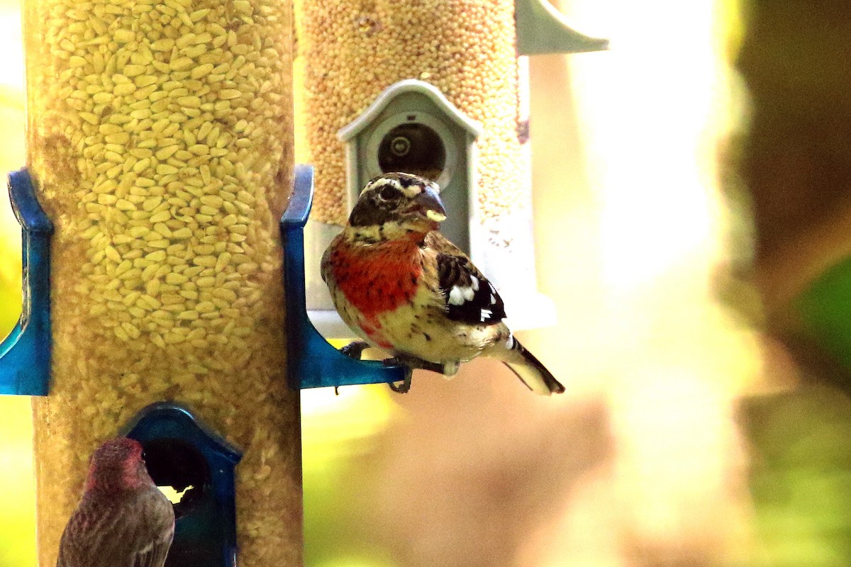 Rose-breasted Grosbeak - ML284837101