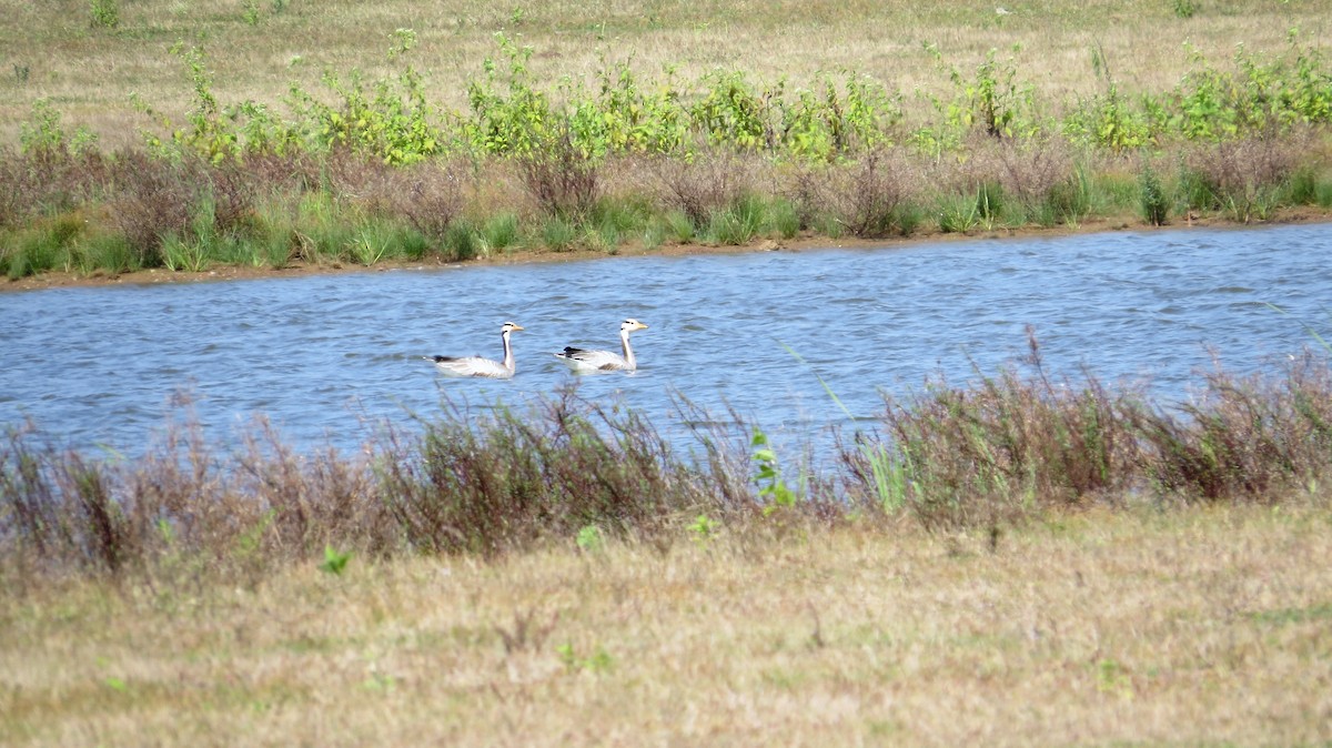 Bar-headed Goose - ML284838281