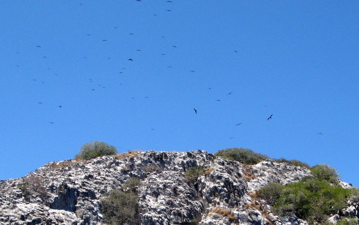 Lesser Frigatebird - Sue Hacking