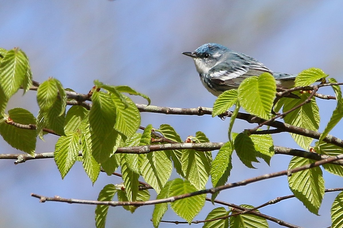 Paruline azurée - ML28484071