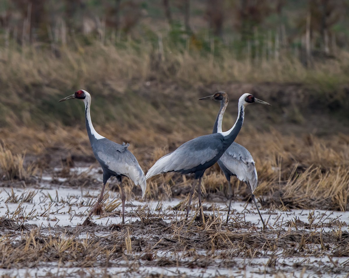 White-naped Crane - ML284840911