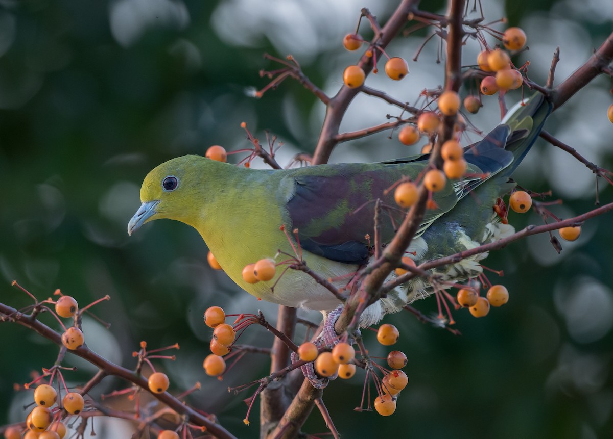White-bellied Green-Pigeon - Kai Pflug