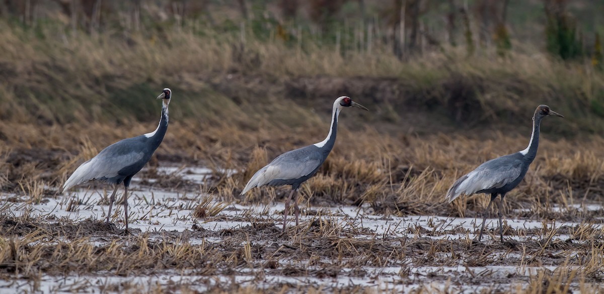 White-naped Crane - ML284841111