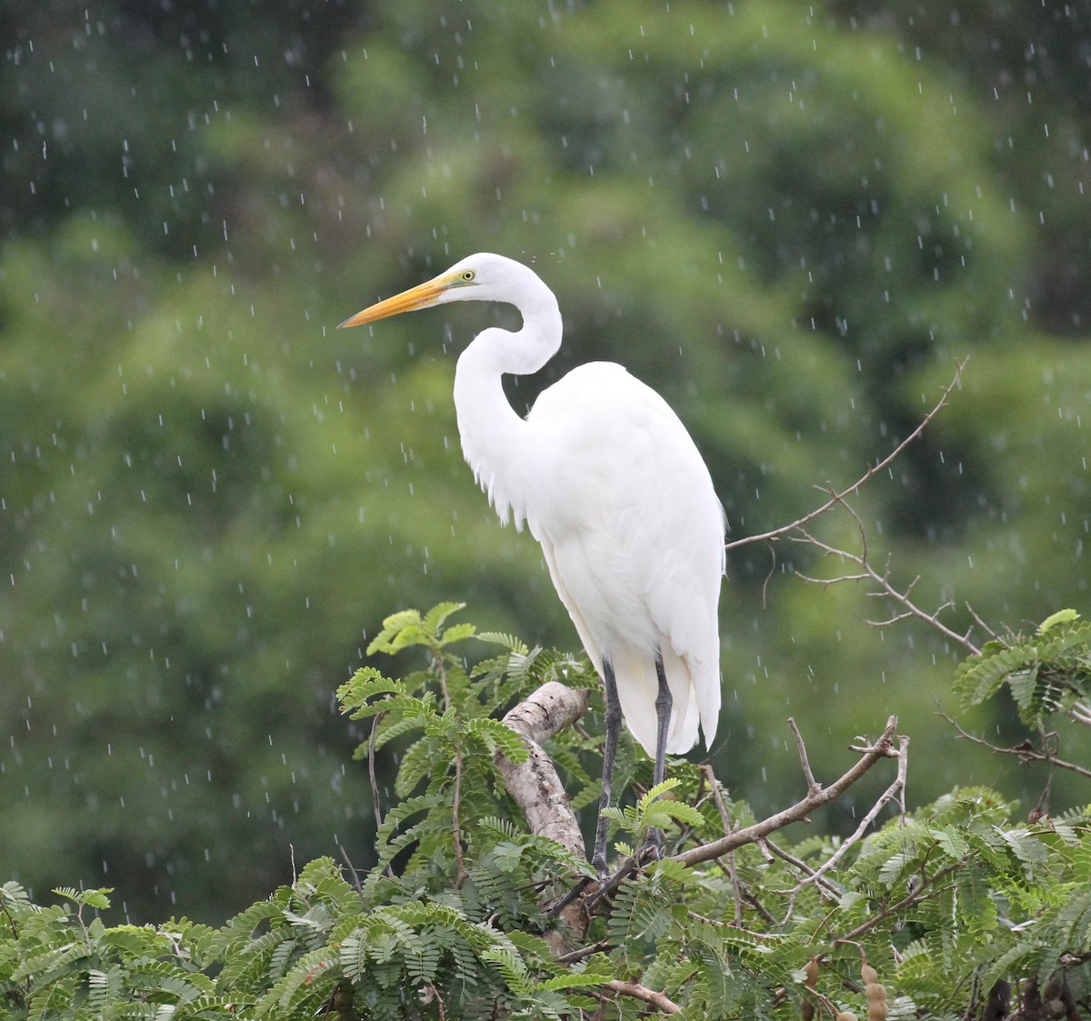 Great Egret - ML284842381