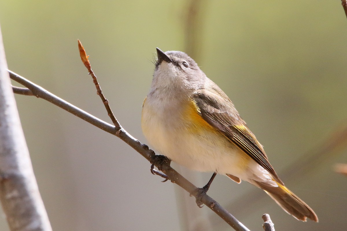 American Redstart - ML28484301