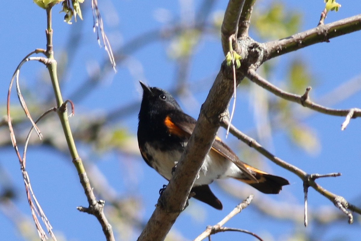 American Redstart - Margaret Viens