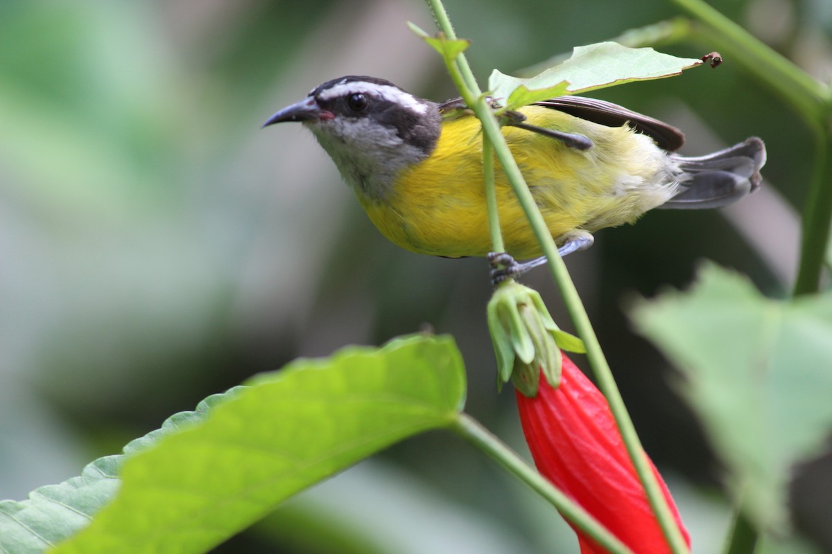 Bananaquit - ML284844771