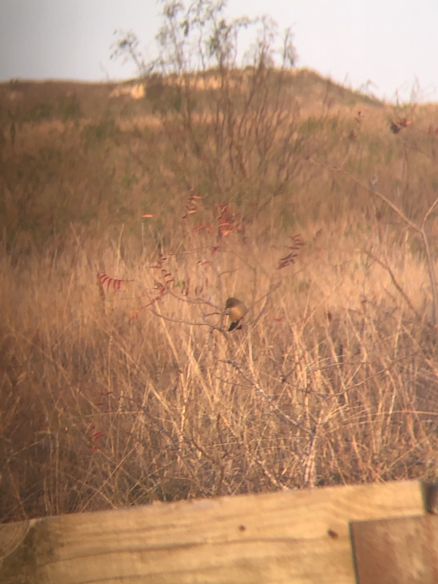 Say's Phoebe - ML284845911