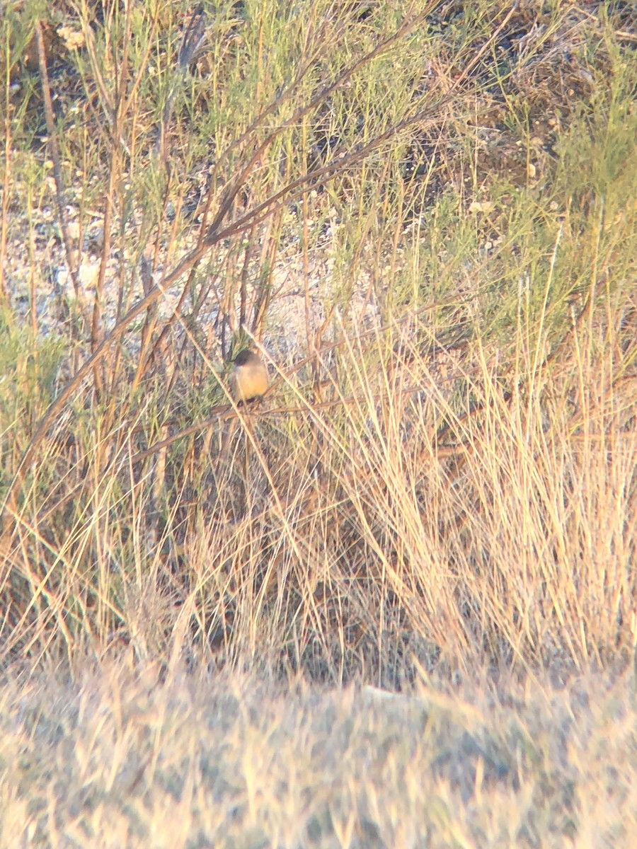 Say's Phoebe - ML284845941