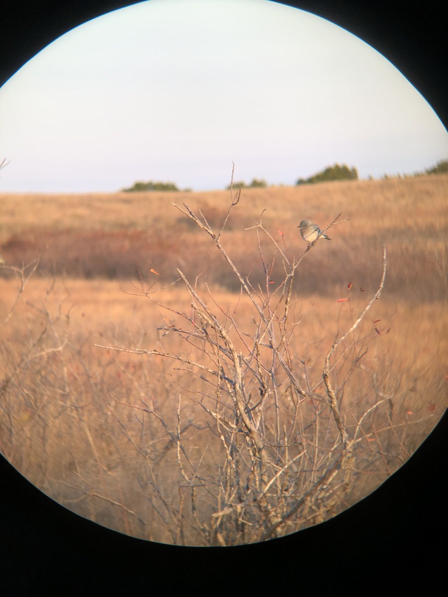 Mountain Bluebird - ML284846071