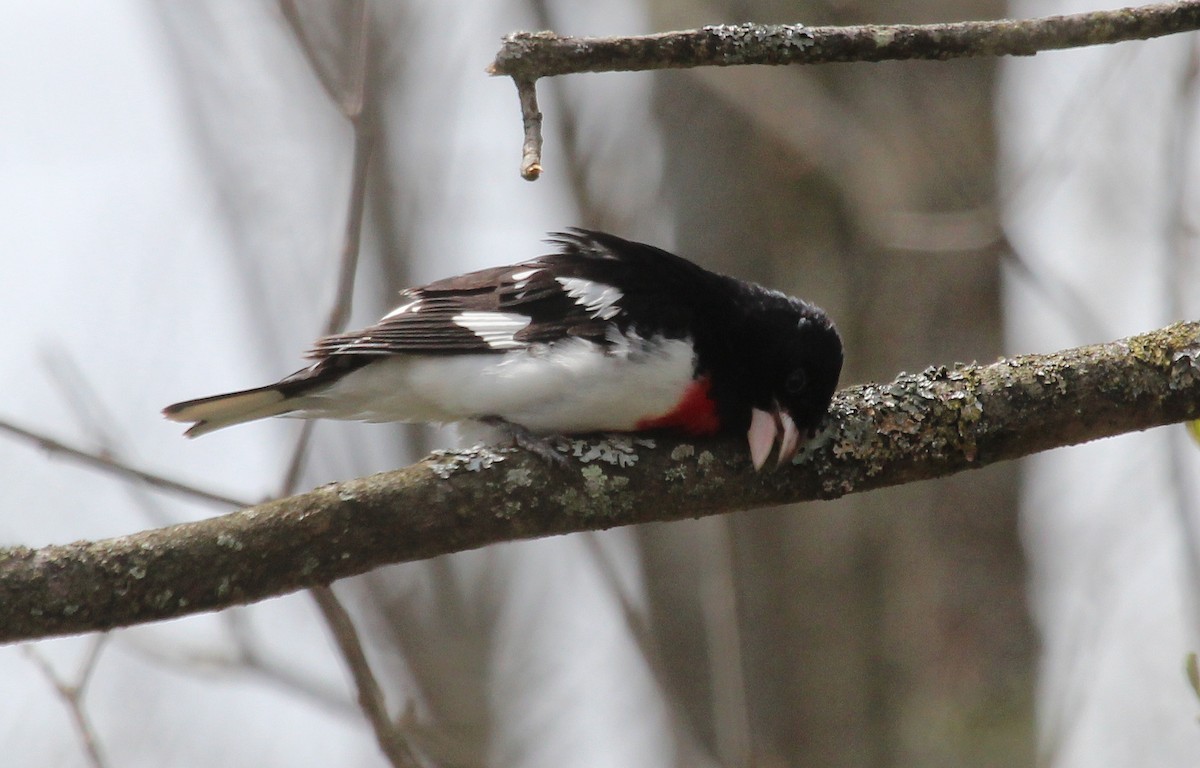 Rose-breasted Grosbeak - Alexander Lees