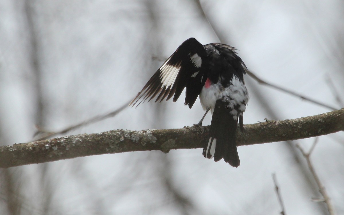 Rose-breasted Grosbeak - Alexander Lees