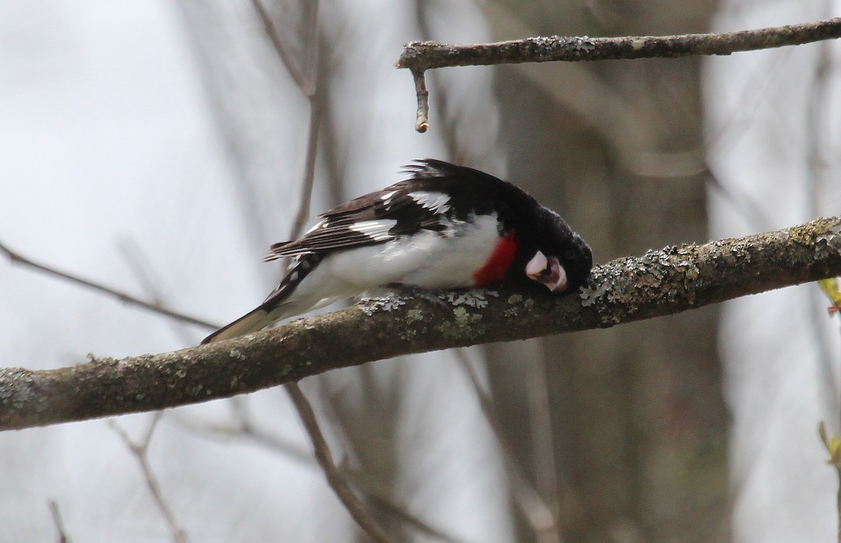 Rose-breasted Grosbeak - ML28484671