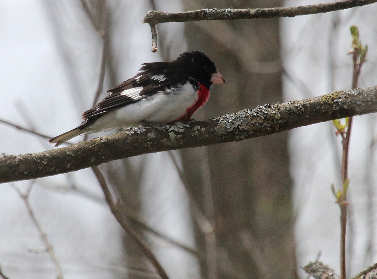 Rose-breasted Grosbeak - ML28484681