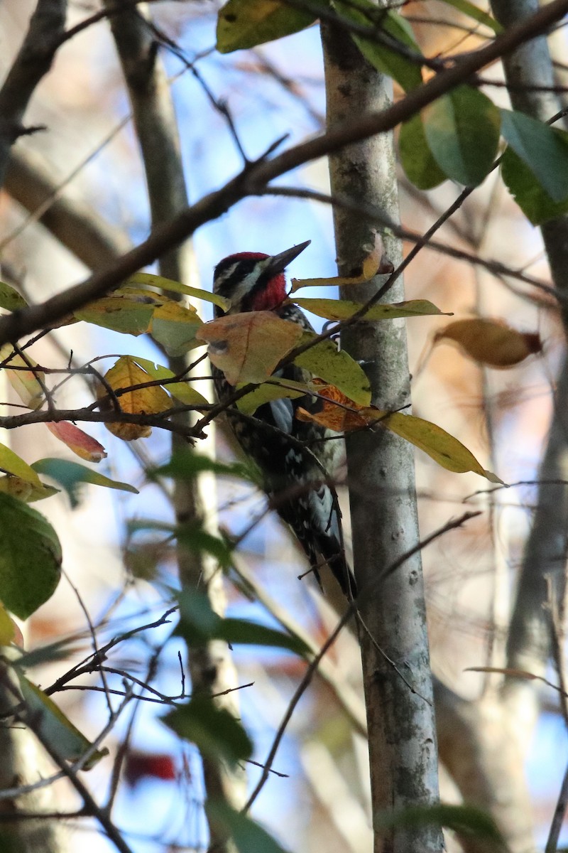 Yellow-bellied Sapsucker - ML284848381