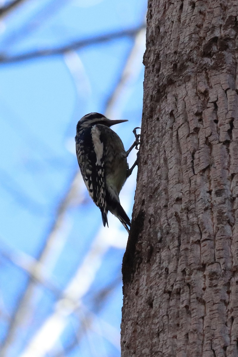 Yellow-bellied Sapsucker - ML284848391