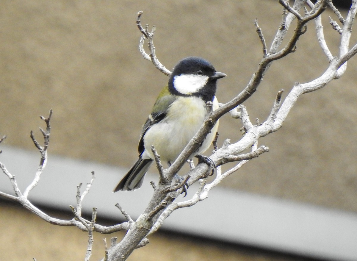 Asian Tit (Japanese) - ML284848691