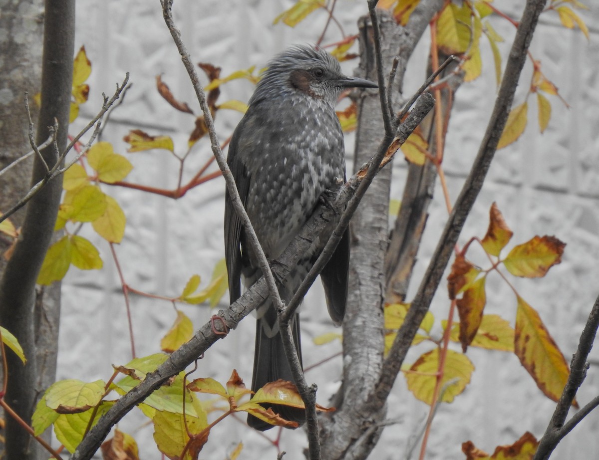 Brown-eared Bulbul - ML284848711