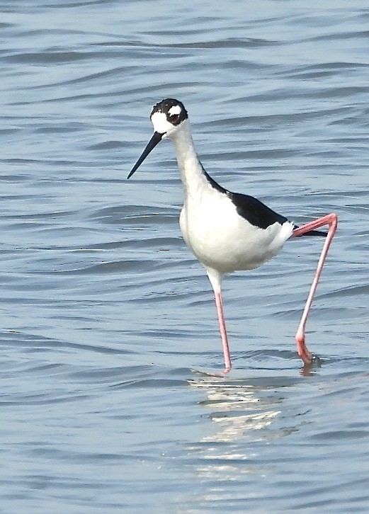 Black-necked Stilt - Arcelio U. Blanco Nuñez