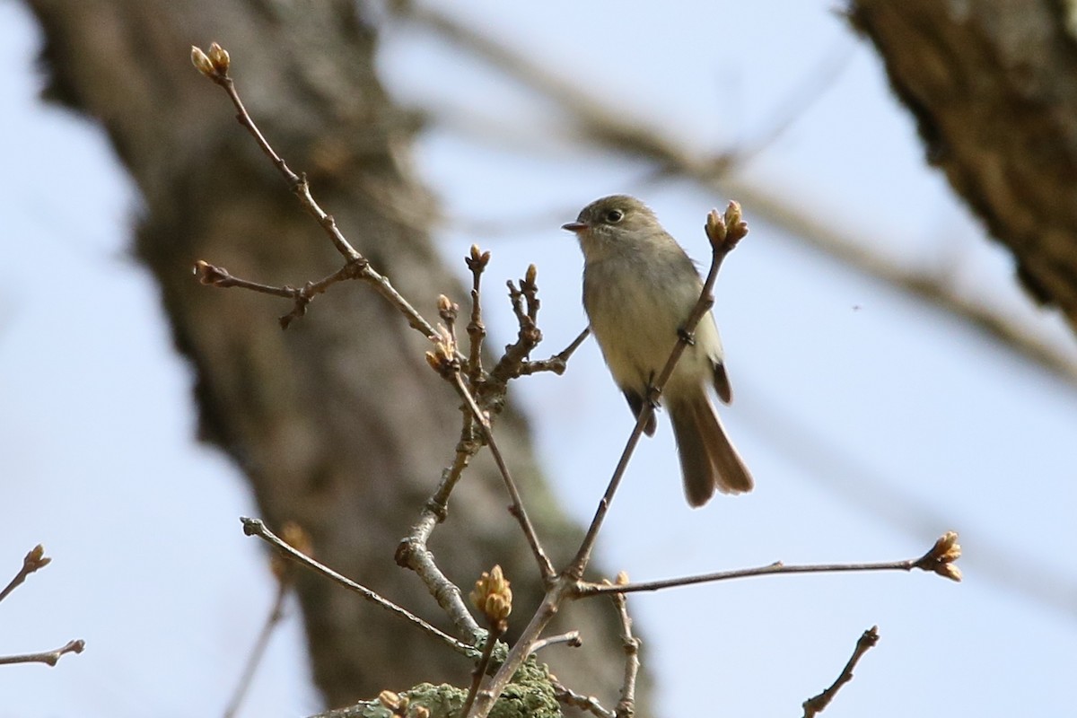 Least Flycatcher - ML28485311