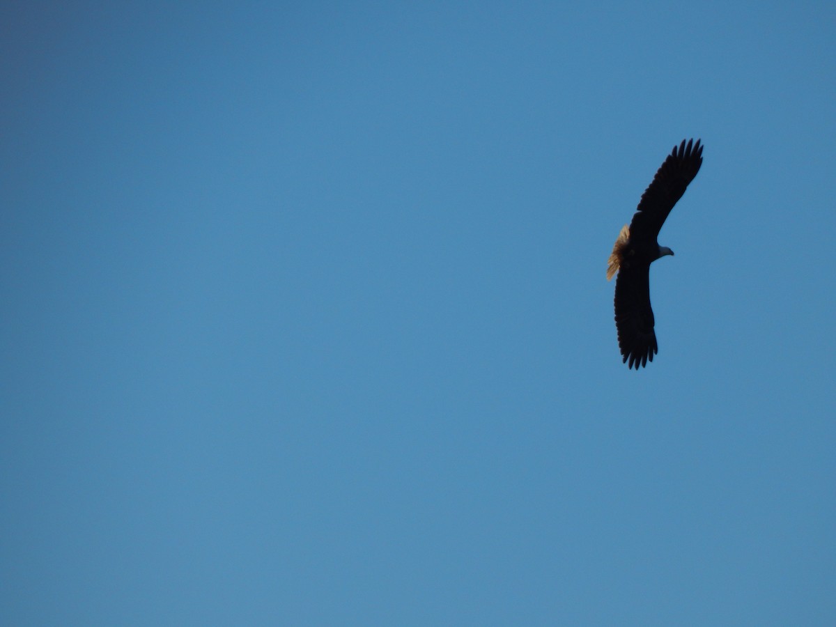 Bald Eagle - ML284853711