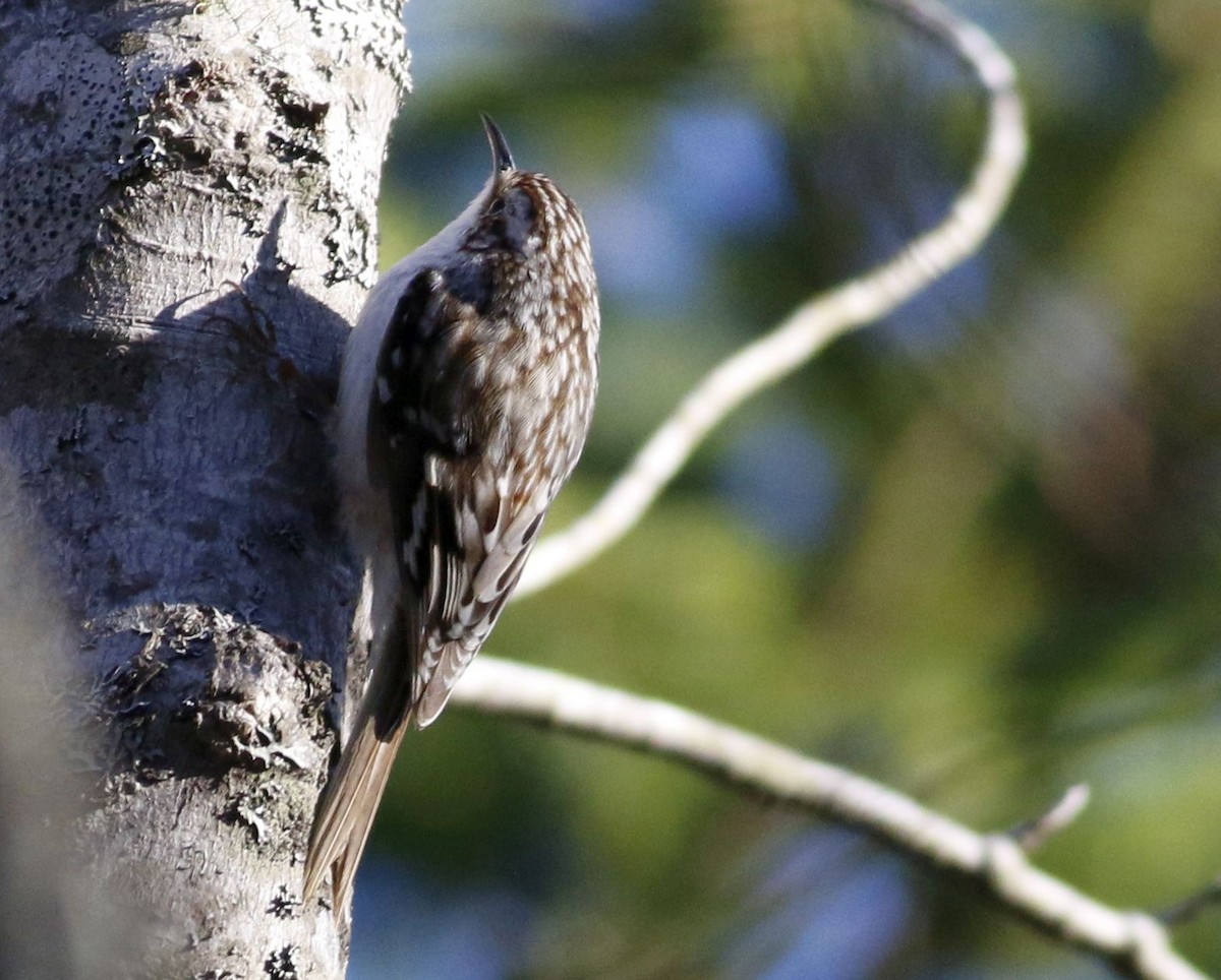 Brown Creeper - ML28485471