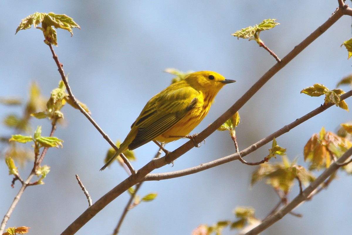 Yellow Warbler - Russ Smiley