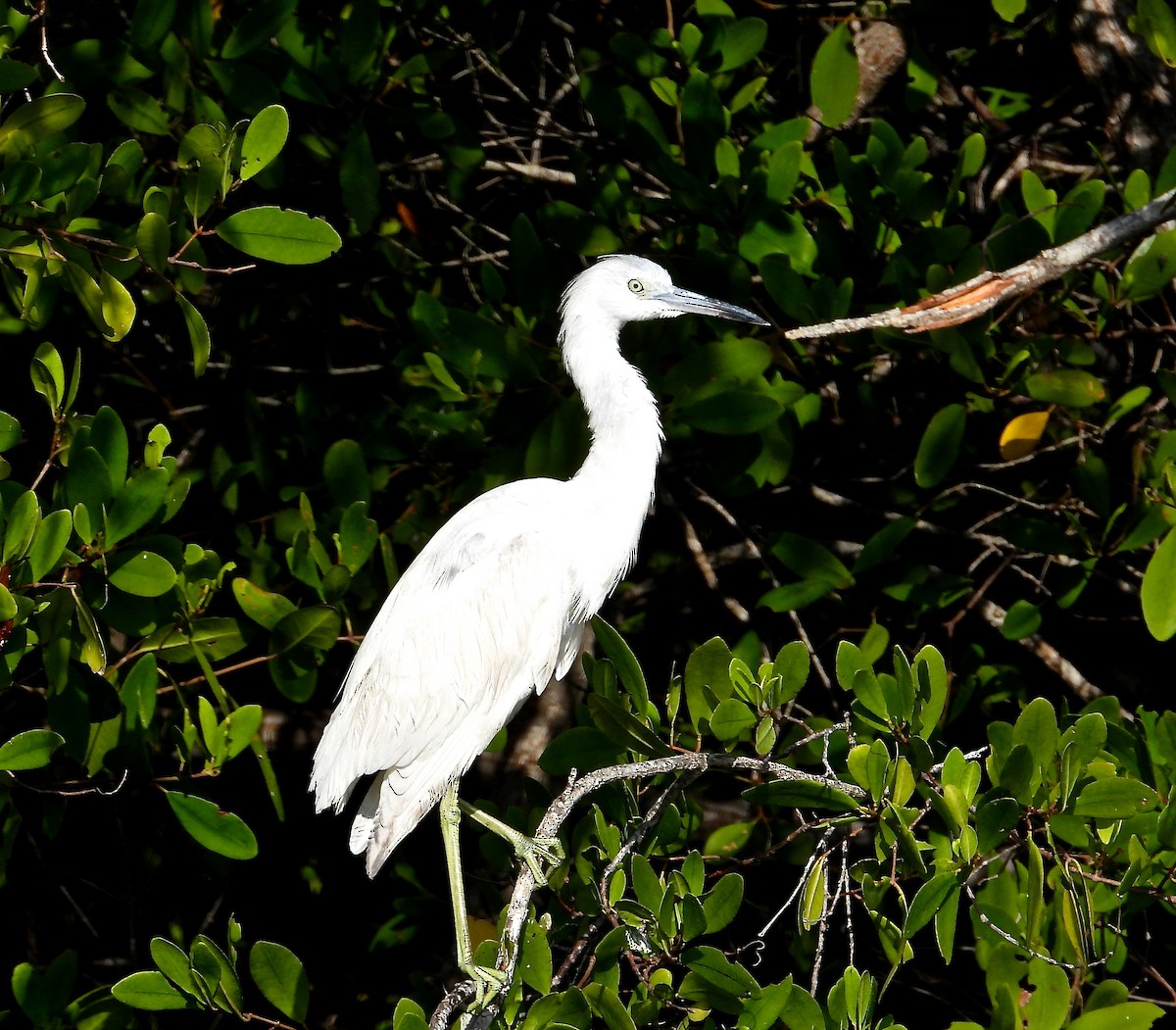 Little Blue Heron - Arcelio U. Blanco Nuñez