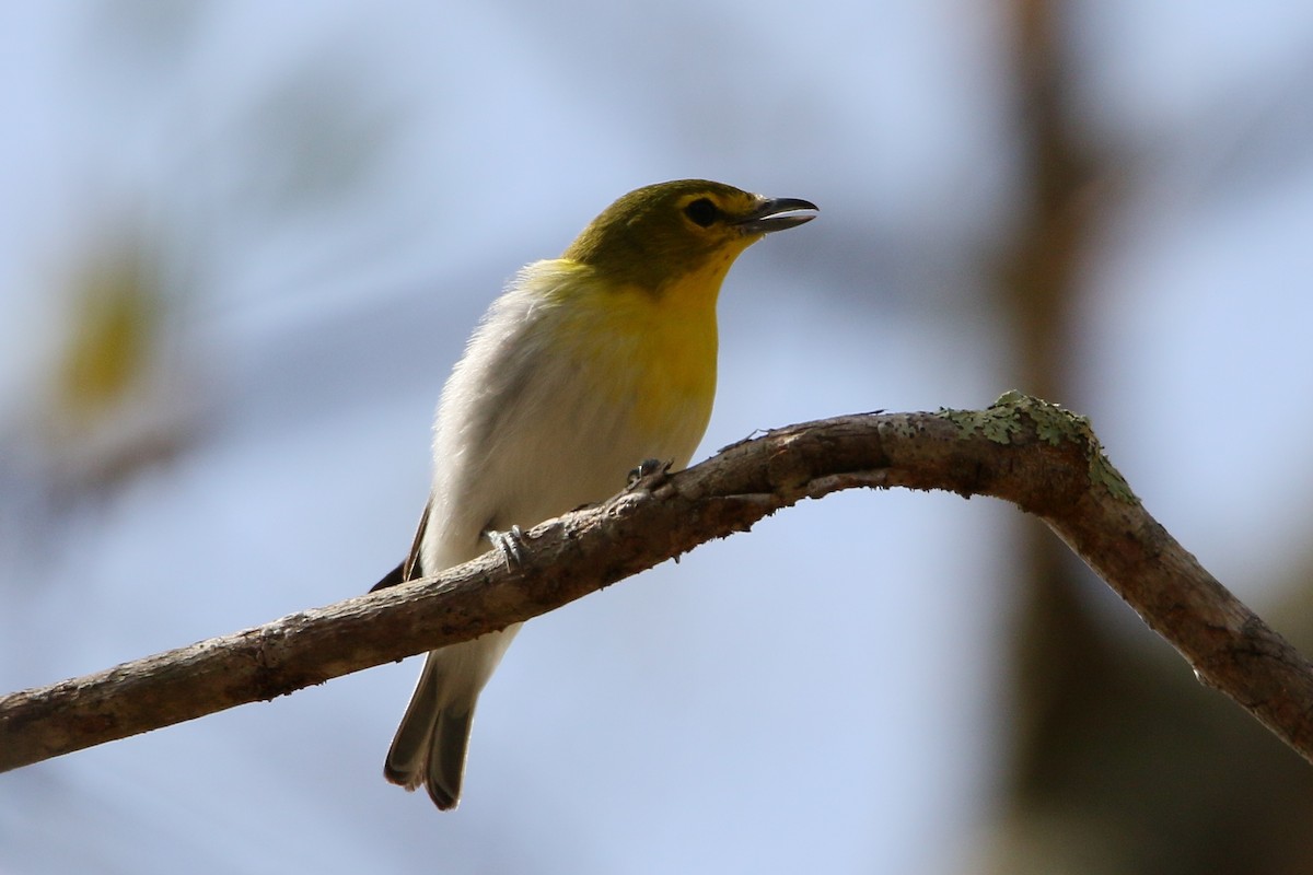 Yellow-throated Vireo - ML28485661