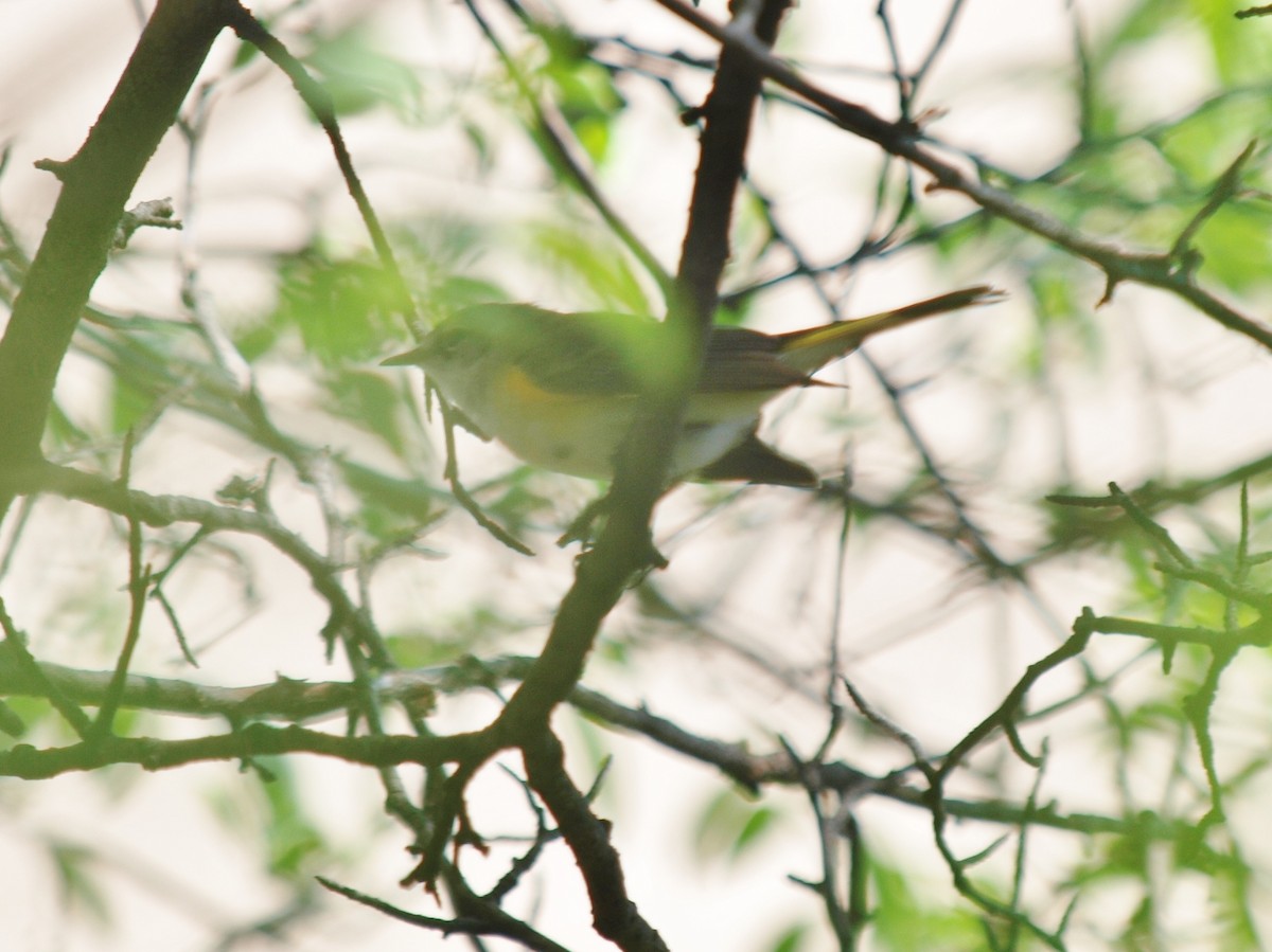 American Redstart - Bill Bunn