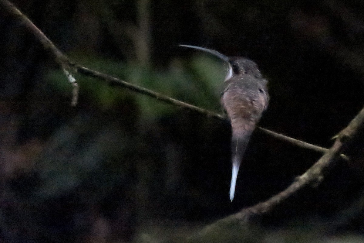 kolibřík tmavolící - ML284857661