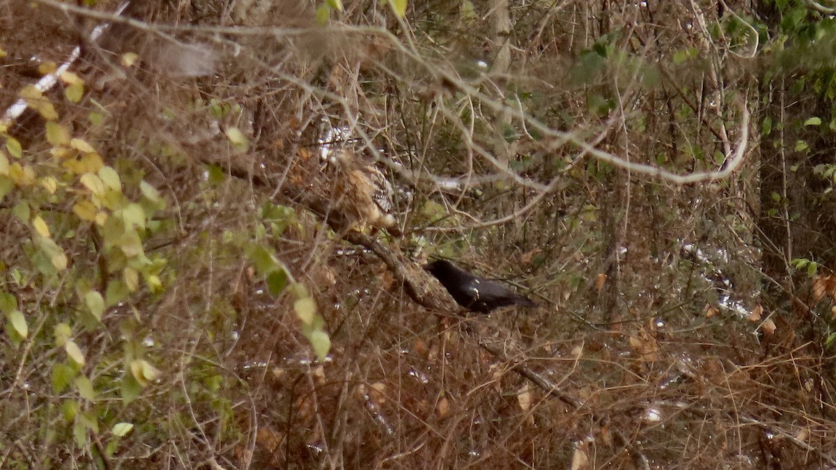 American Crow - ML284858611