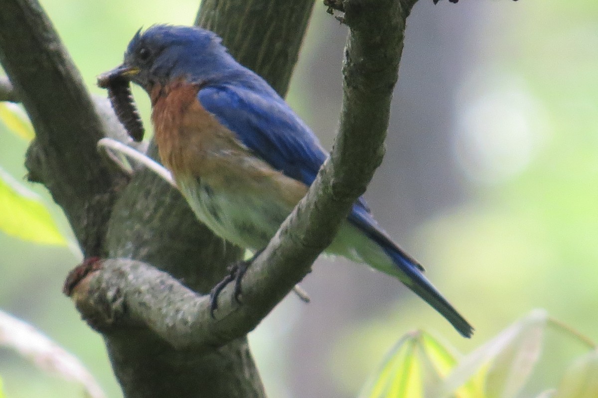 Eastern Bluebird - ML28485871