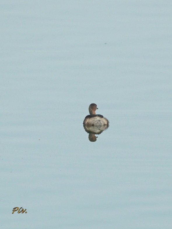 Little Grebe - ML284858821