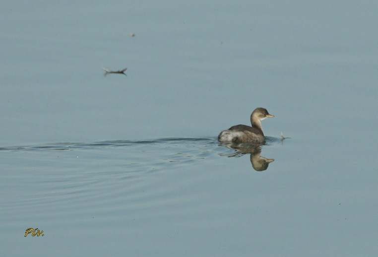 Little Grebe - ML284858841