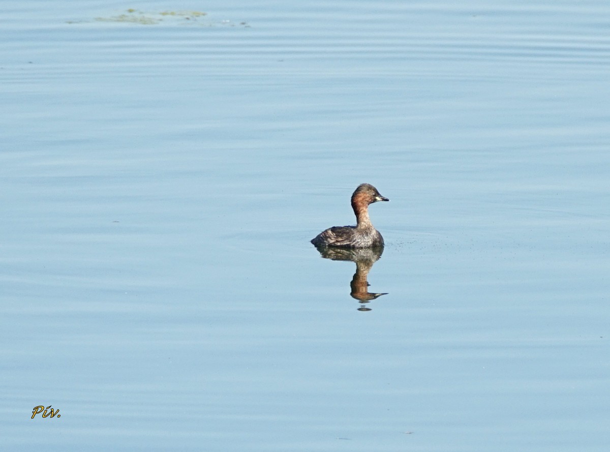 Little Grebe - ML284858851