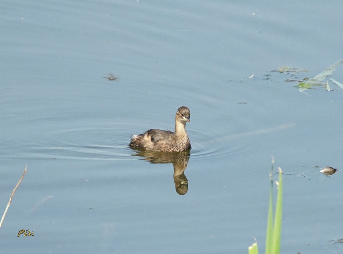 Little Grebe - ML284858861