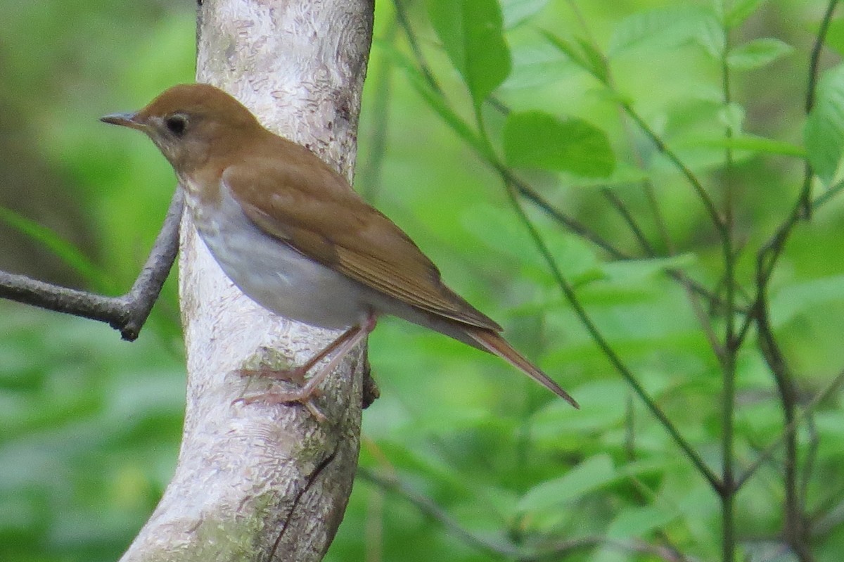 Veery - ML28485911