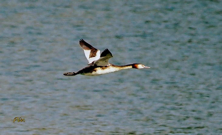 Great Crested Grebe - ML284859181