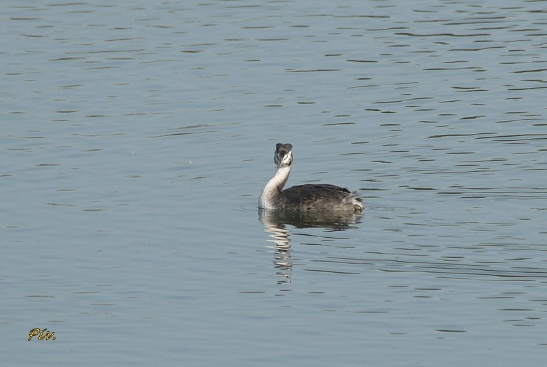 Great Crested Grebe - ML284859191