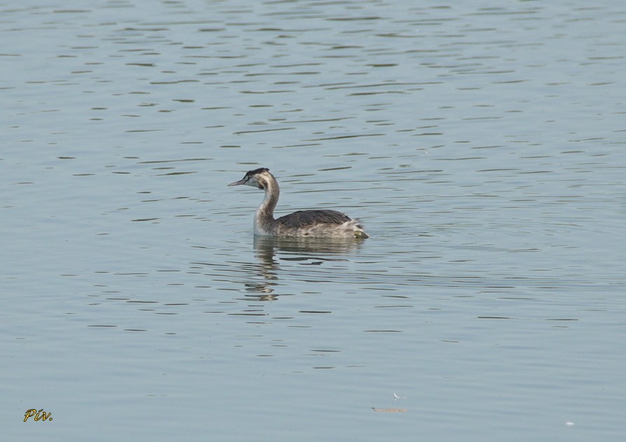 Great Crested Grebe - ML284859201