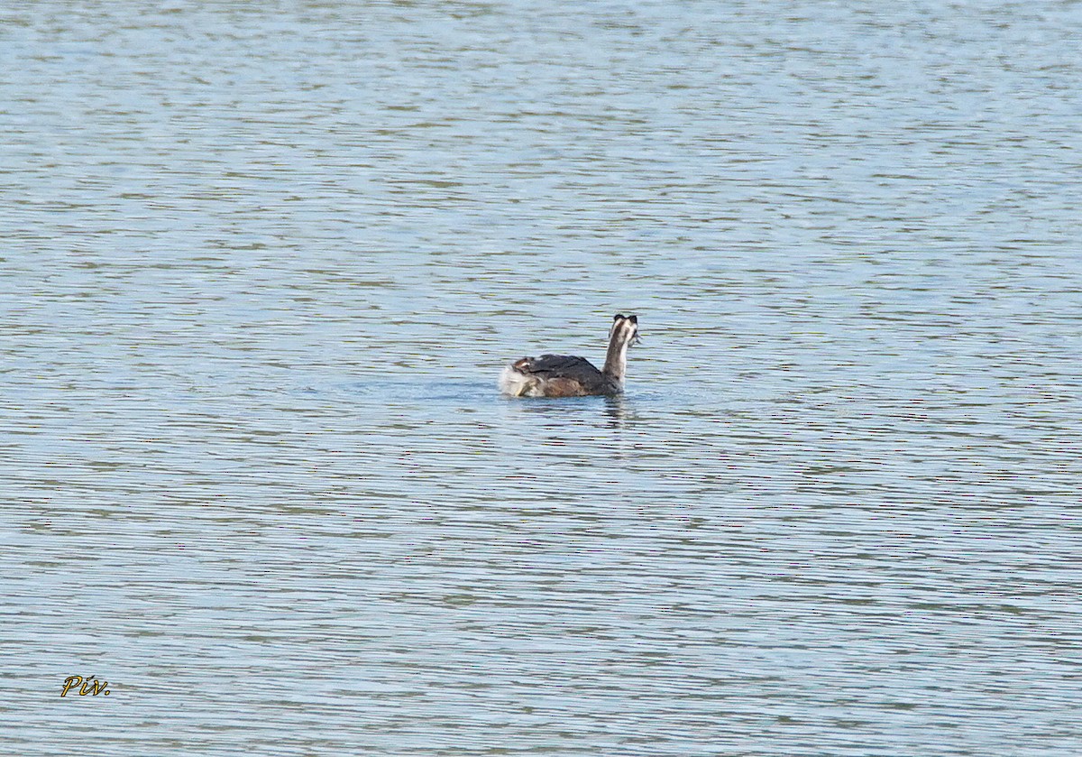 Great Crested Grebe - ML284859211