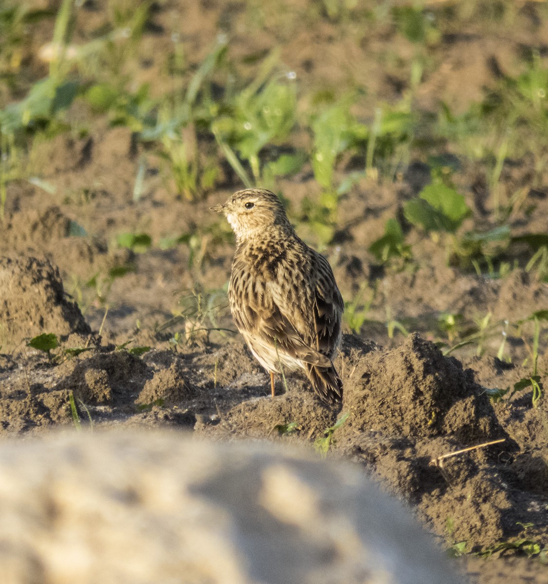 Eurasian Skylark - Parastoo Hedayatzadeh