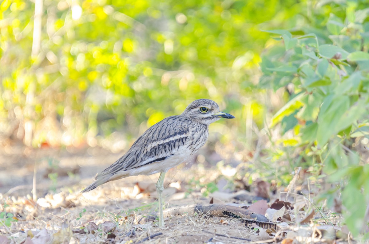 Indian Thick-knee - ML284859411