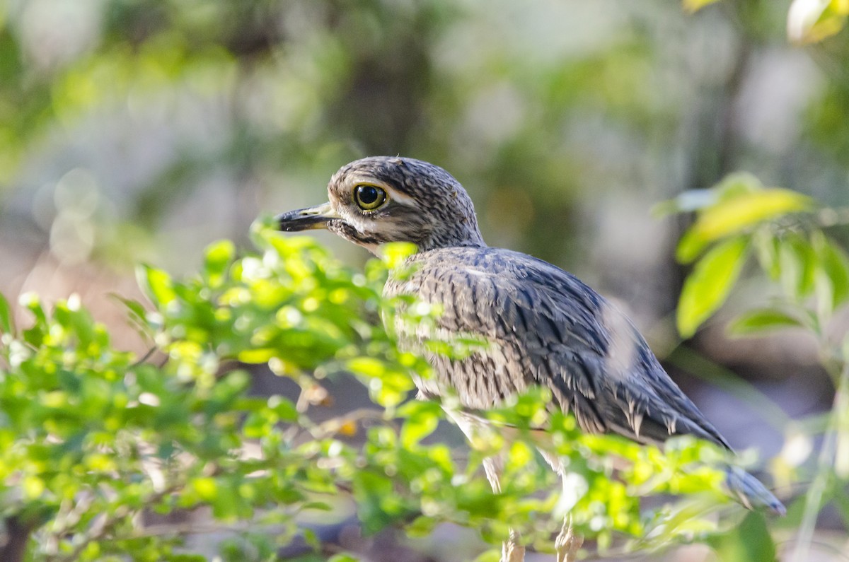 Indian Thick-knee - ML284859421