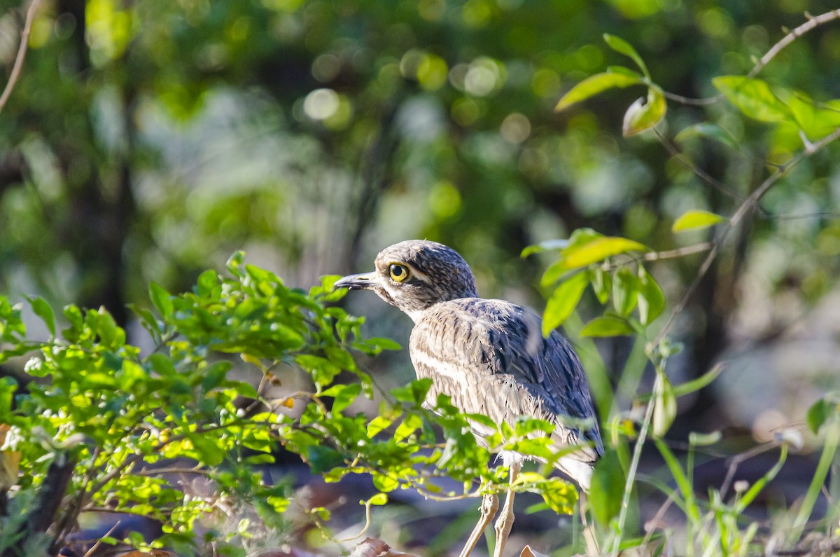 Indian Thick-knee - ML284859431