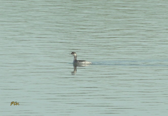 Eared Grebe - ML284859511