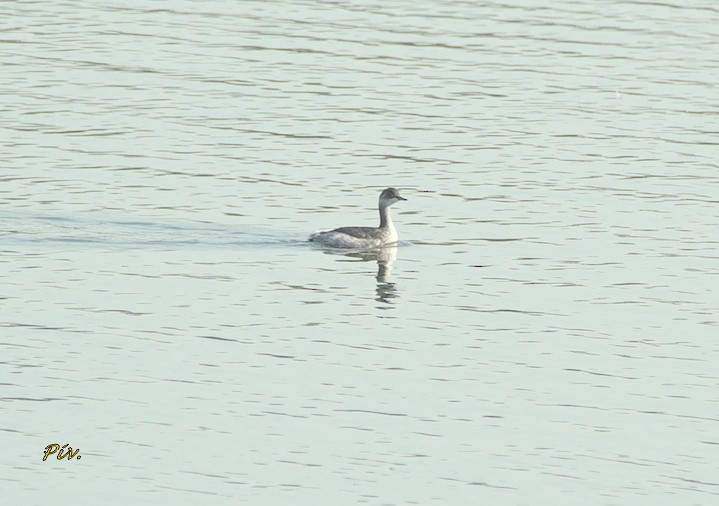 Eared Grebe - ML284859521