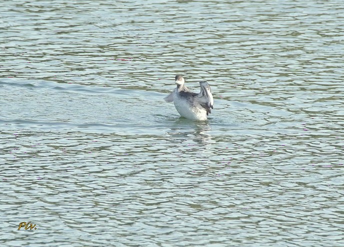 Eared Grebe - ML284859531